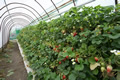CO2を活用した野菜・果物の栽培支援の検討　画像