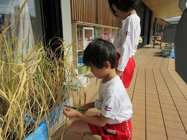 5歳児　お米の収穫