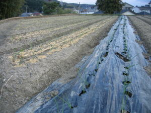 玉葱を植えたばかりの畑