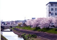 有里町あたりの河川にある桜の写真