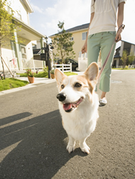 犬の散歩時はふんの始末を