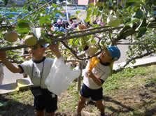 小学生がリンゴを収穫