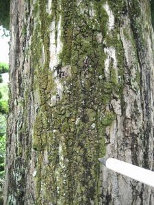 壱分町のイチョウの木の写真1