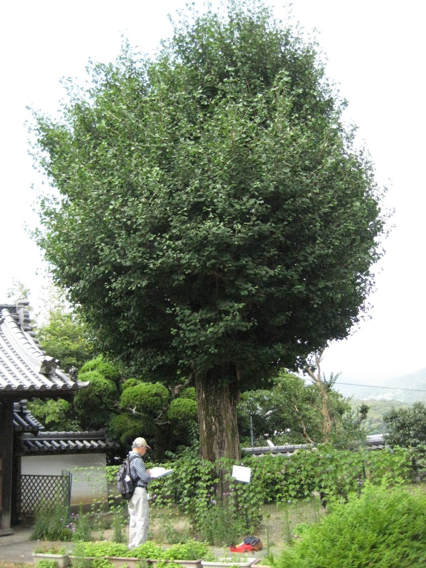生駒市保護樹木指定番号2の写真