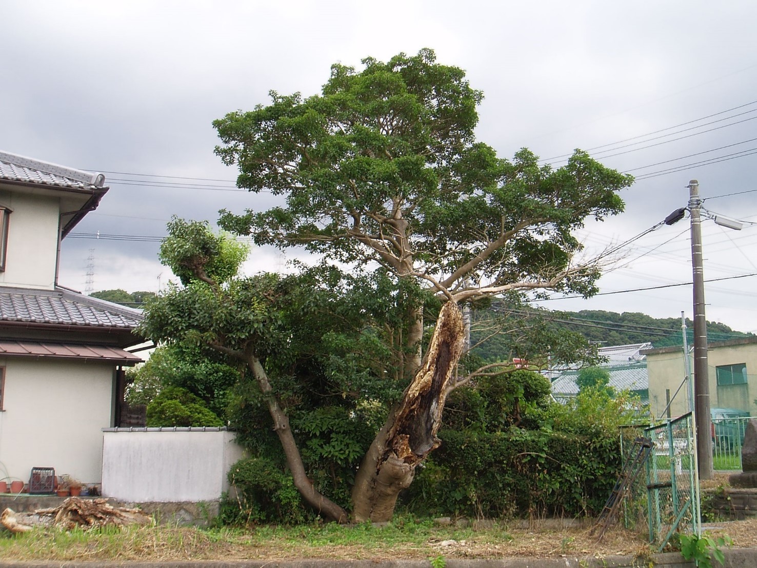生駒市保護樹木　指定番号3の写真
