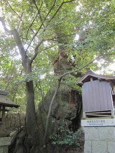 南田原町のツブラジイの写真1