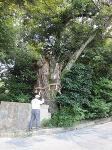 南田原町のツブラジイの写真2