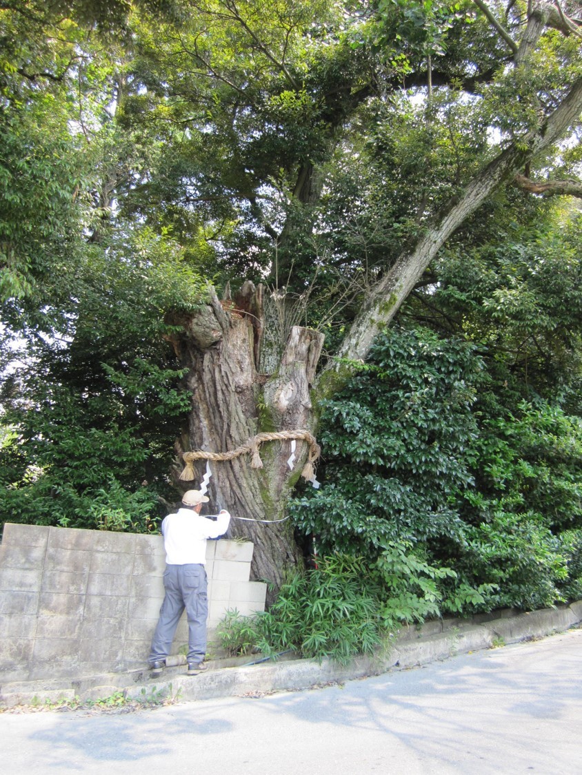 生駒市保護樹木 指定番号7の写真