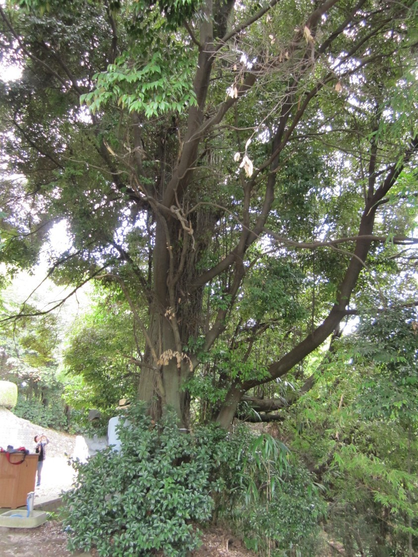 生駒市保護樹木　指定番号8の写真