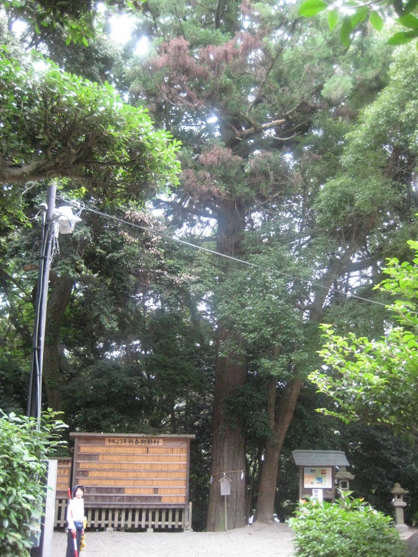 生駒市保護樹木　指定番号9の写真