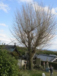 高山町のイチョウの写真1