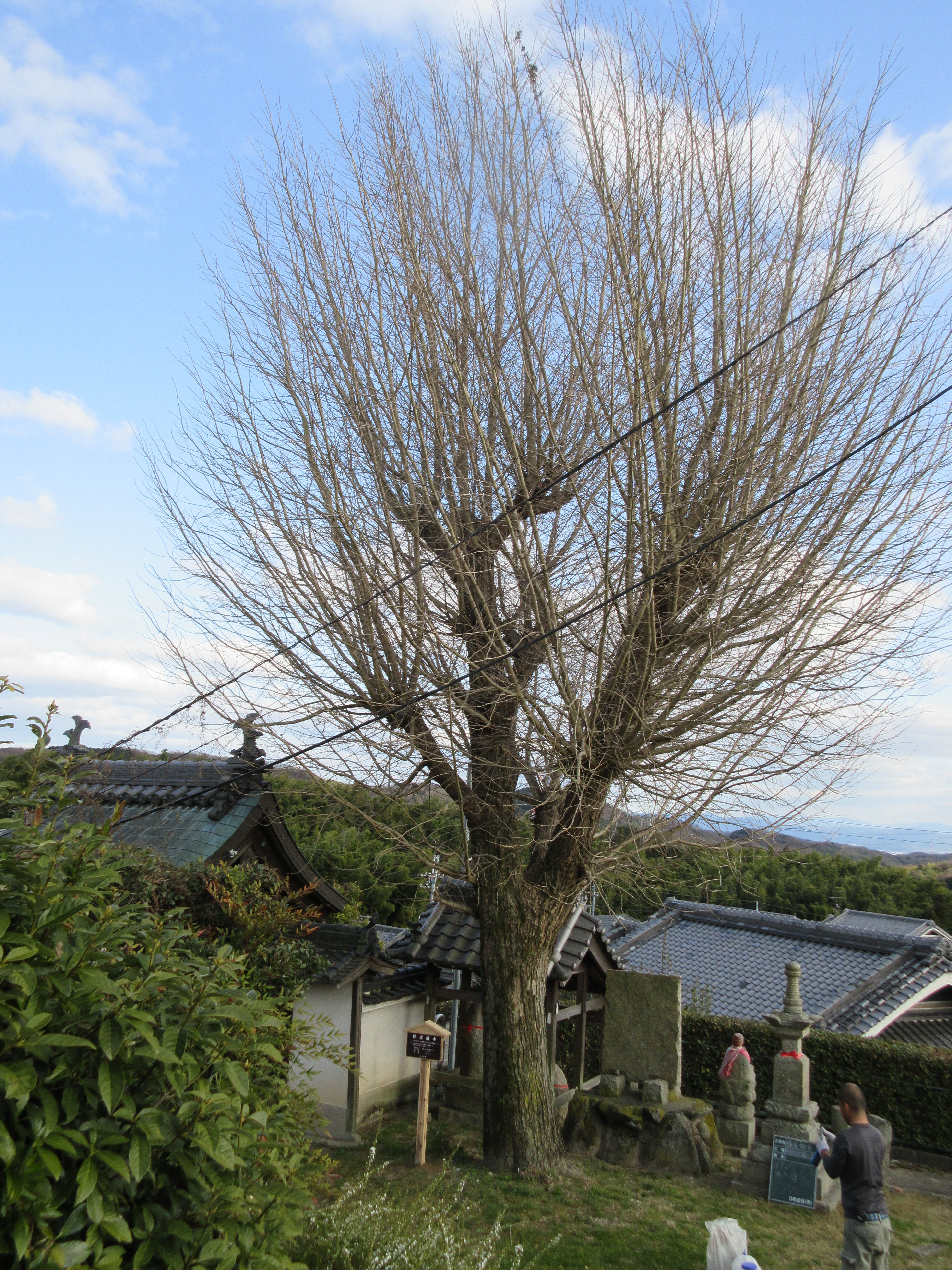 生駒市保護樹木　指定番号10の写真