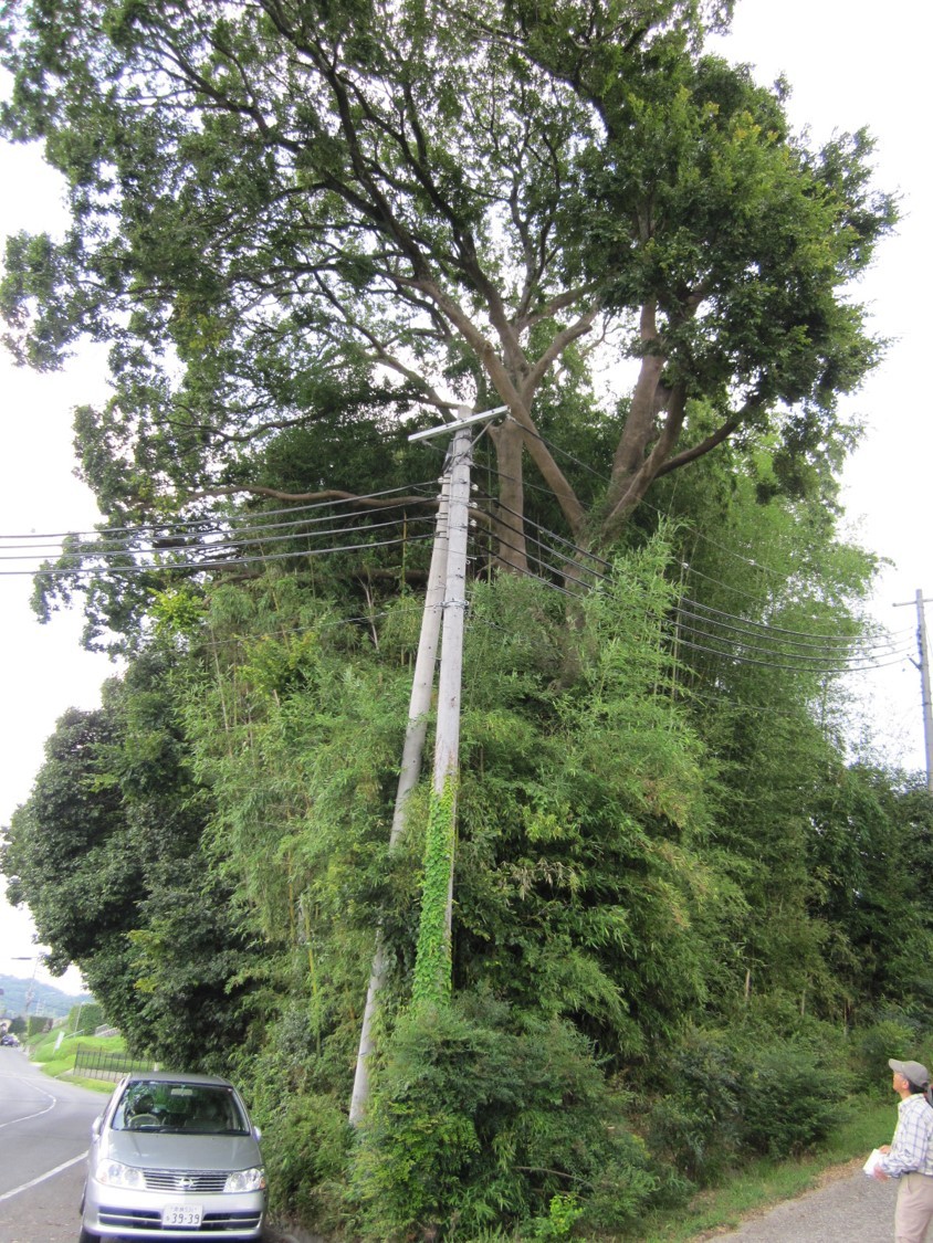 生駒市保護樹木　指定番号13の写真