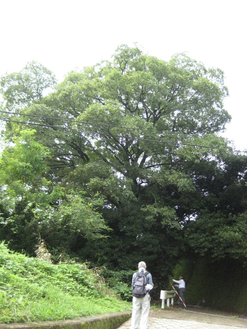 生駒市保護樹木　指定番号15の写真