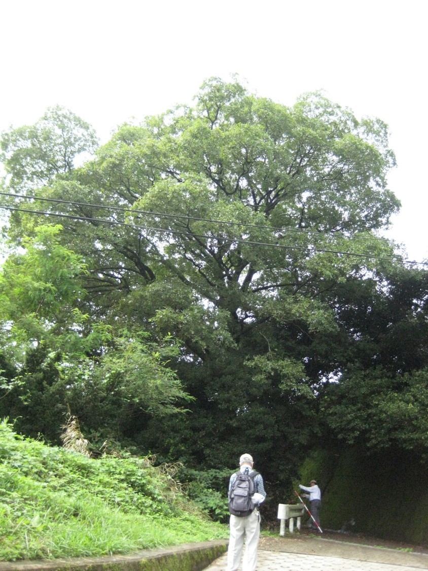 生駒市保護樹木 指定番号15の写真