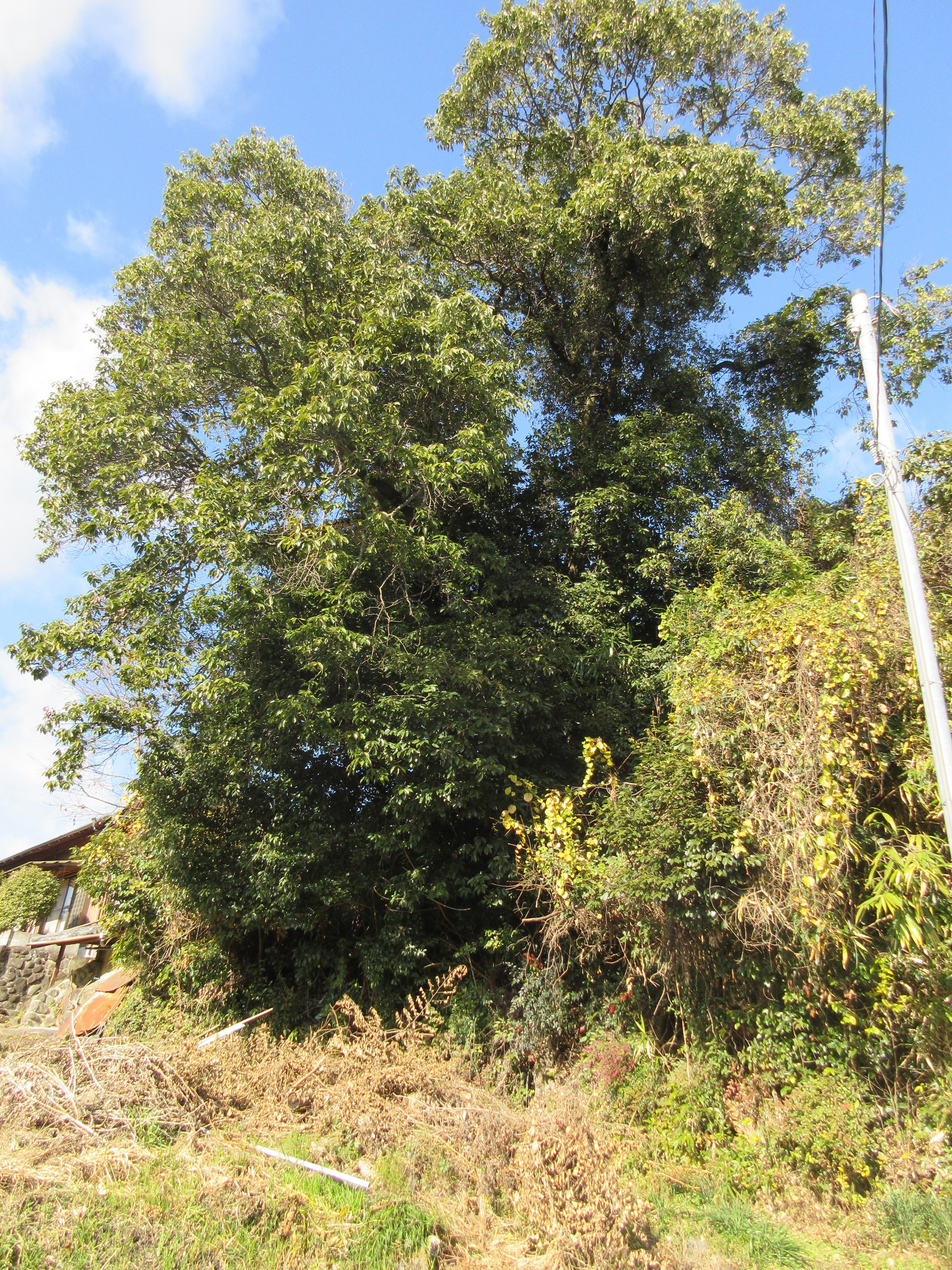 生駒市保護樹林　指定番号5の写真