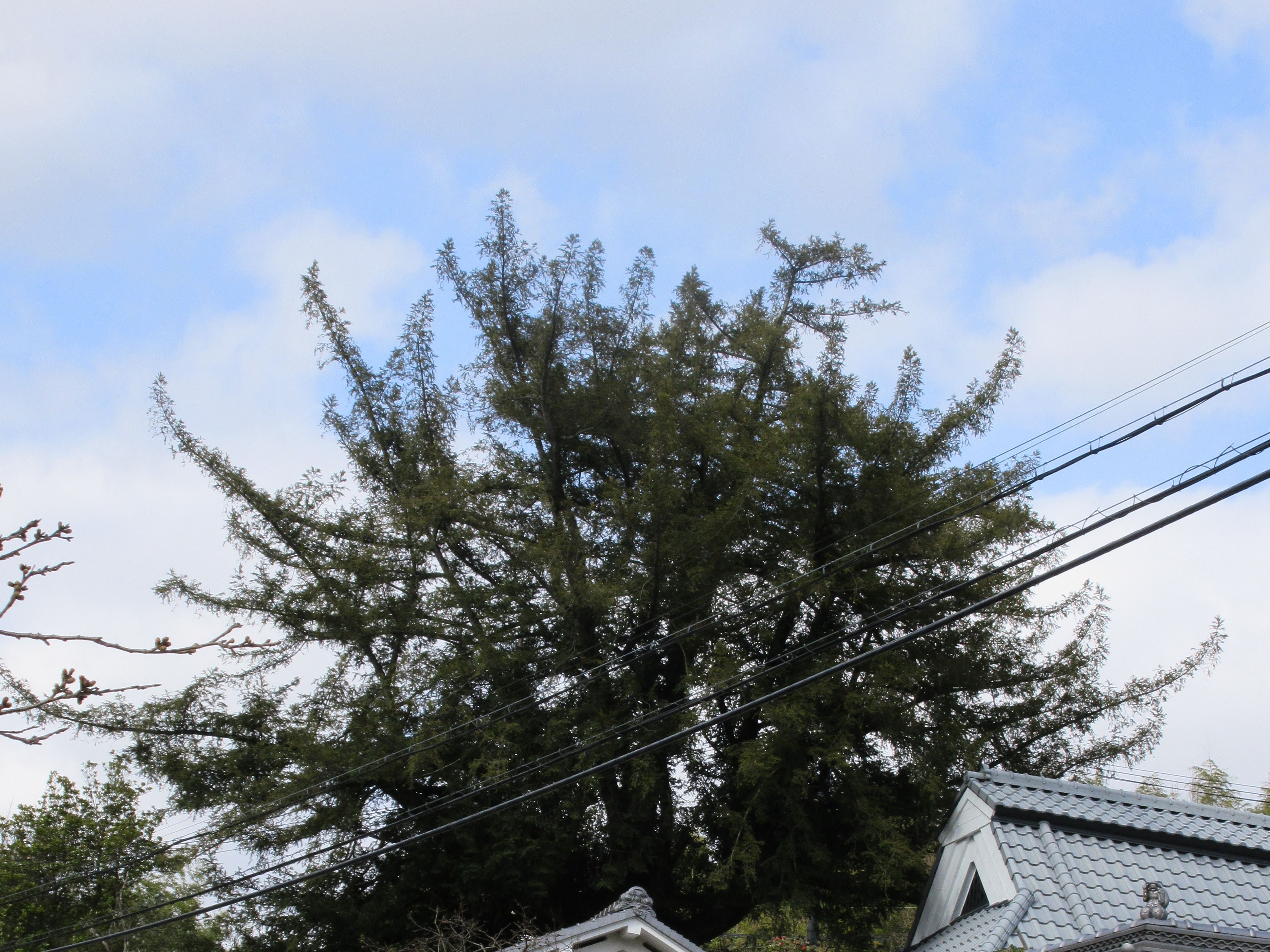 生駒市保護樹木　指定番号11の写真