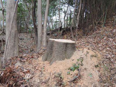 桜の切り株