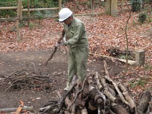 枝や木の整理を行っている様子