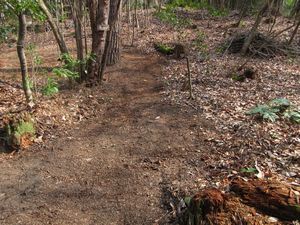 綺麗に整備された園路の様子