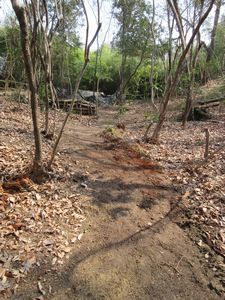 整備できた園路の様子