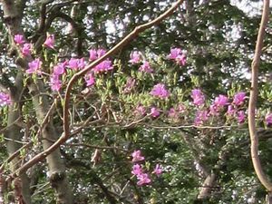 コバノミツバツツジの花の様子