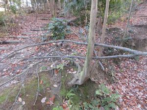 ナラ枯れで落ちた枝の写真