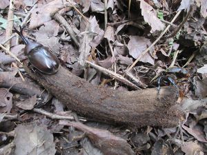 カブト虫の成虫