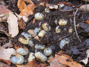 カブトムシの幼虫の写真