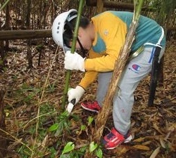 子どもが竹を伐っている写真