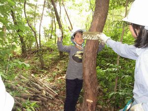 シャシャンボの木に樹木札をつけている写真