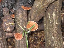原木に生えているシイタケの写真