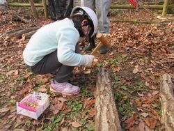 ほだ木に種駒を打ち付けている女の子の写真