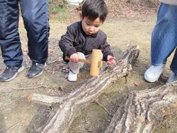 ほだ木に種駒を打ち付けている小さな男の子の写真