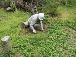 草ひきをしている男性の写真