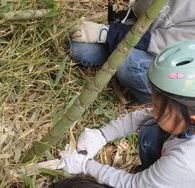 ノコギリで竹を伐る女の子の写真