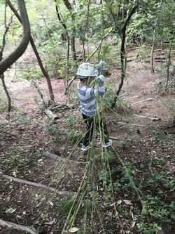 伐った竹を運ぶ男の子の写真