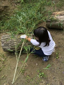伐った竹を適当な長さに切っている女の子の写真
