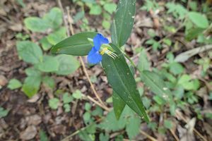 青い野花の写真