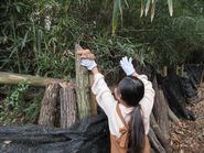シイタケを収穫している女の子の写真