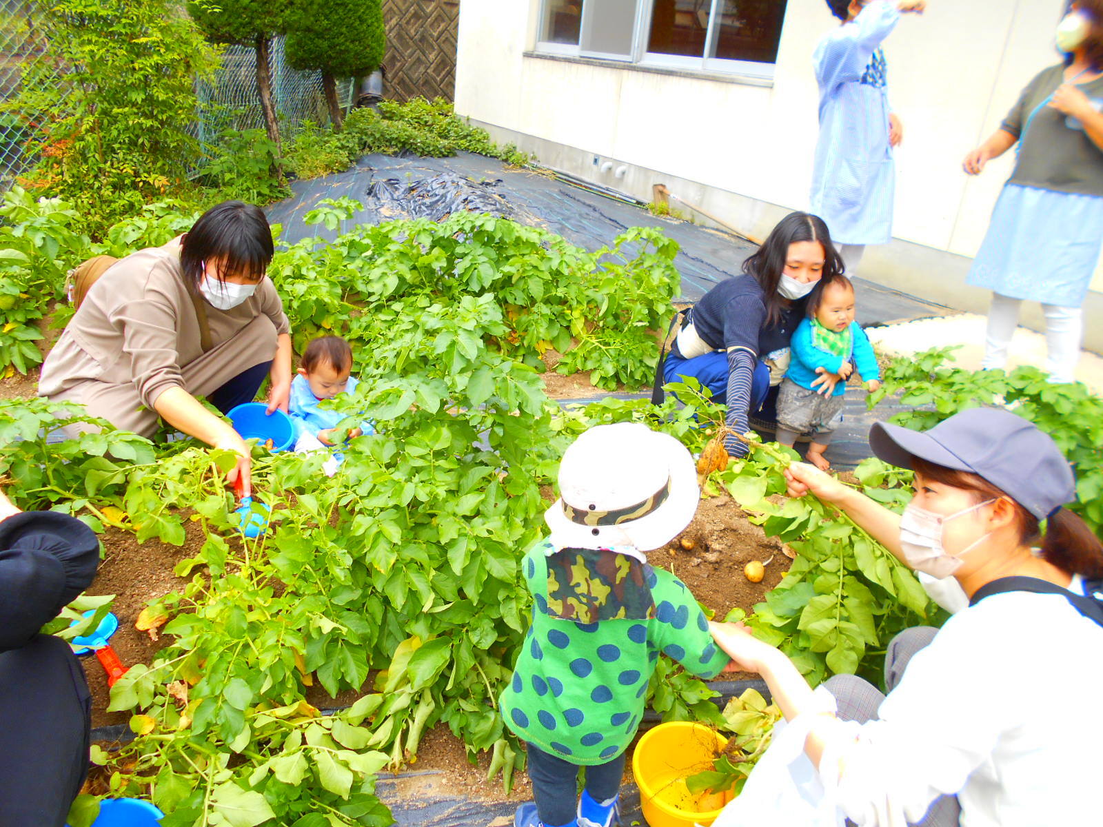 じゃが芋堀り