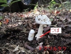 白い2本のキノコの写真