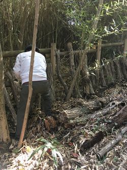 シイタケのホダ木を整備している男性の写真