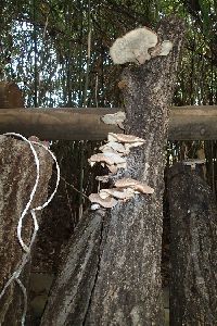 ホダ木に沢山のシイタケが生えている写真