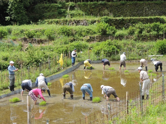 いこま棚田クラブの活動風景