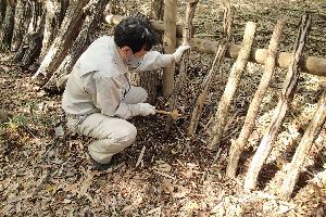 ホダ木にシイタケの菌を打ち込んでいる男性職員の写真