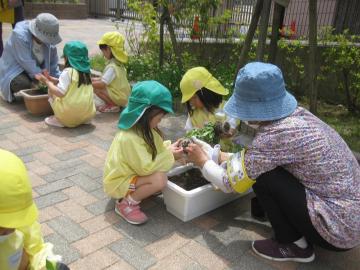 ボランティアの方と花苗を植えている