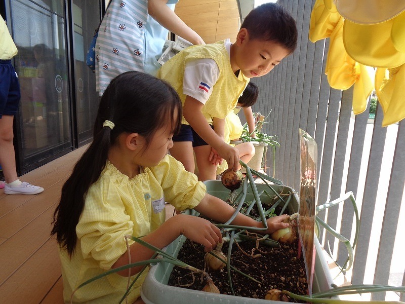 タマネギの収穫