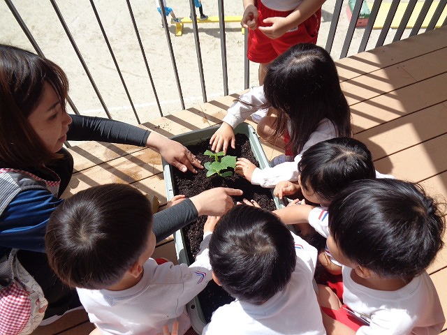 4歳児きゅうりの苗植え