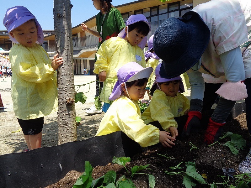 3歳児サツマイモの苗植え